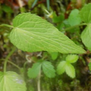 Photographie n°1978521 du taxon Phyteuma spicatum L. [1753]