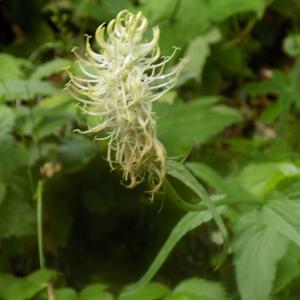 Photographie n°1978538 du taxon Phyteuma spicatum L. [1753]