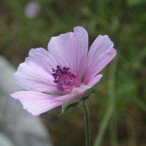 Photographie n°1979038 du taxon Althaea cannabina L. [1753]