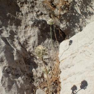 Photographie n°1979047 du taxon Allium acutiflorum Loisel. [1809]