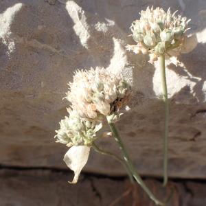 Photographie n°1979051 du taxon Allium acutiflorum Loisel. [1809]