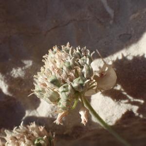 Photographie n°1979075 du taxon Allium acutiflorum Loisel. [1809]