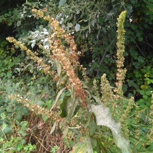 Photographie n°1979544 du taxon Rumex crispus L. [1753]