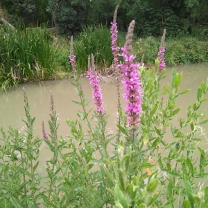 Photographie n°1979559 du taxon Lythrum salicaria L. [1753]