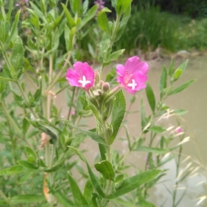 Photographie n°1979560 du taxon Epilobium hirsutum L. [1753]