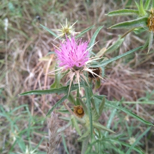 Photographie n°1979576 du taxon Centaurea calcitrapa L. [1753]