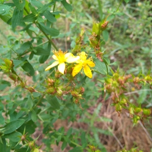 Photographie n°1979601 du taxon Hypericum perforatum L. [1753]