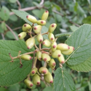 Photographie n°1980514 du taxon Viburnum lantana L. [1753]