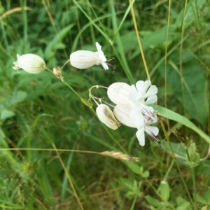 Photographie n°1980885 du taxon Silene vulgaris (Moench) Garcke [1869]