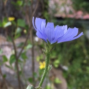 Photographie n°1980969 du taxon Cichorium intybus L. [1753]