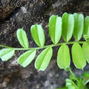  - Vicia pyrenaica Pourr. [1788]