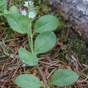 Photographie n°1981719 du taxon Veronica officinalis L. [1753]