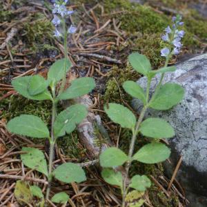 Photographie n°1981728 du taxon Veronica officinalis L. [1753]