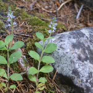 Photographie n°1981735 du taxon Veronica officinalis L. [1753]