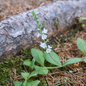 Photographie n°1981745 du taxon Veronica officinalis L. [1753]