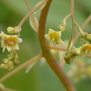 Photographie n°1981843 du taxon Cotinus coggygria Scop. [1771]