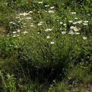 Photographie n°1981892 du taxon Leucanthemum vulgare Lam. [1779]