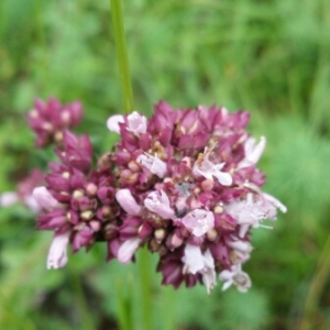 Photographie n°1981969 du taxon Origanum vulgare L. [1753]