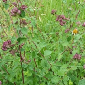 Photographie n°1981971 du taxon Origanum vulgare L. [1753]