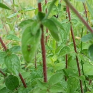 Photographie n°1981972 du taxon Origanum vulgare L. [1753]