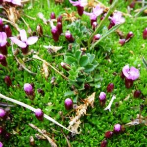 Photographie n°1982366 du taxon Silene acaulis subsp. acaulis 