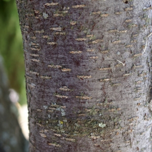 Photographie n°1983102 du taxon Prunus domestica L. [1753]