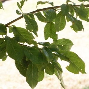 Photographie n°1983106 du taxon Prunus domestica L. [1753]