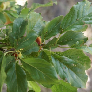 Photographie n°1983108 du taxon Prunus domestica L. [1753]