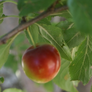 Photographie n°1983109 du taxon Prunus domestica L. [1753]