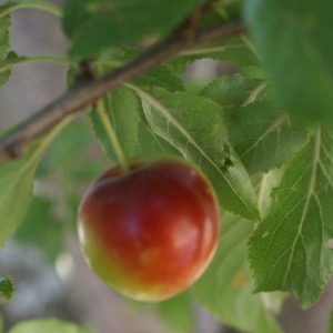 Photographie n°1983113 du taxon Prunus domestica L. [1753]
