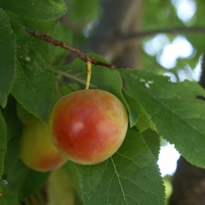 Photographie n°1983114 du taxon Prunus domestica L. [1753]
