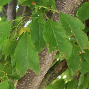 Photographie n°1983116 du taxon Prunus domestica L. [1753]