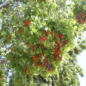 Photographie n°1983119 du taxon Prunus domestica L. [1753]
