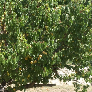 Photographie n°1983120 du taxon Prunus armeniaca L. [1753]