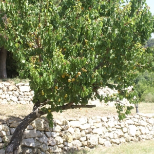 Photographie n°1983127 du taxon Prunus armeniaca L. [1753]