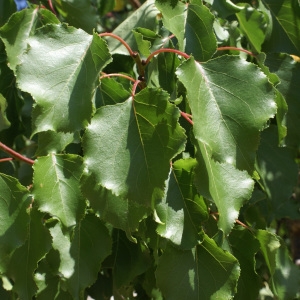 Photographie n°1983128 du taxon Prunus armeniaca L. [1753]