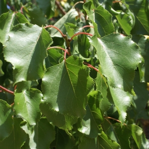 Photographie n°1983129 du taxon Prunus armeniaca L. [1753]
