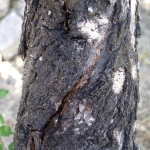 Photographie n°1983132 du taxon Prunus armeniaca L. [1753]