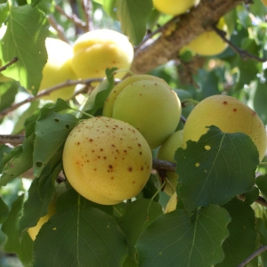 Photographie n°1983135 du taxon Prunus armeniaca L. [1753]