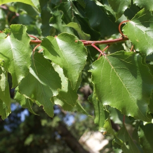 Photographie n°1983141 du taxon Prunus armeniaca L. [1753]