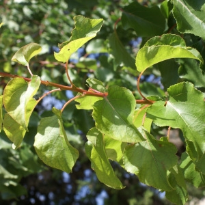 Photographie n°1983142 du taxon Prunus armeniaca L. [1753]