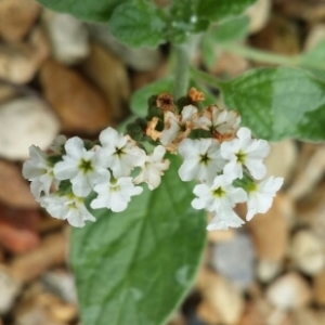 Photographie n°1983285 du taxon Heliotropium europaeum L. [1753]