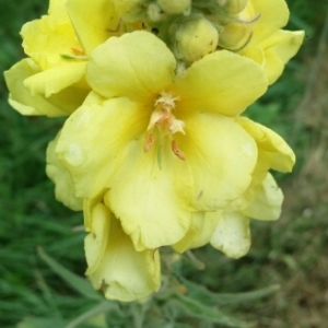 Photographie n°1983312 du taxon Verbascum thapsus L. [1753]