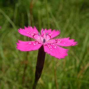 - Dianthus deltoides L. [1753]