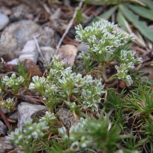 Photographie n°1983557 du taxon Scleranthus perennis L. [1753]