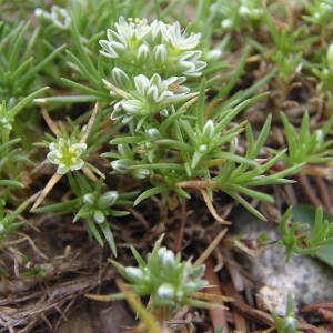 Photographie n°1983561 du taxon Scleranthus perennis L. [1753]