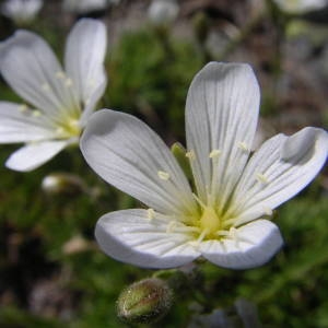  - Minuartia laricifolia subsp. diomedis (Braun-Blanq.) Mattf. [1922]