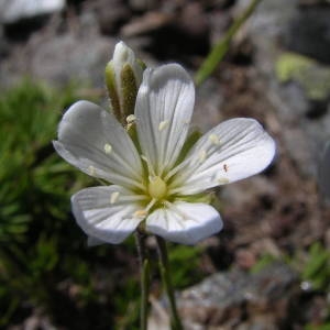 Photographie n°1983570 du taxon Minuartia laricifolia subsp. diomedis (Braun-Blanq.) Mattf. [1922]