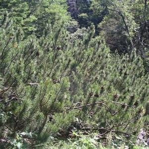  - Pinus mugo subsp. mugo 