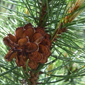  - Pinus mugo subsp. mugo 
